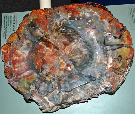 permineralized fossils
